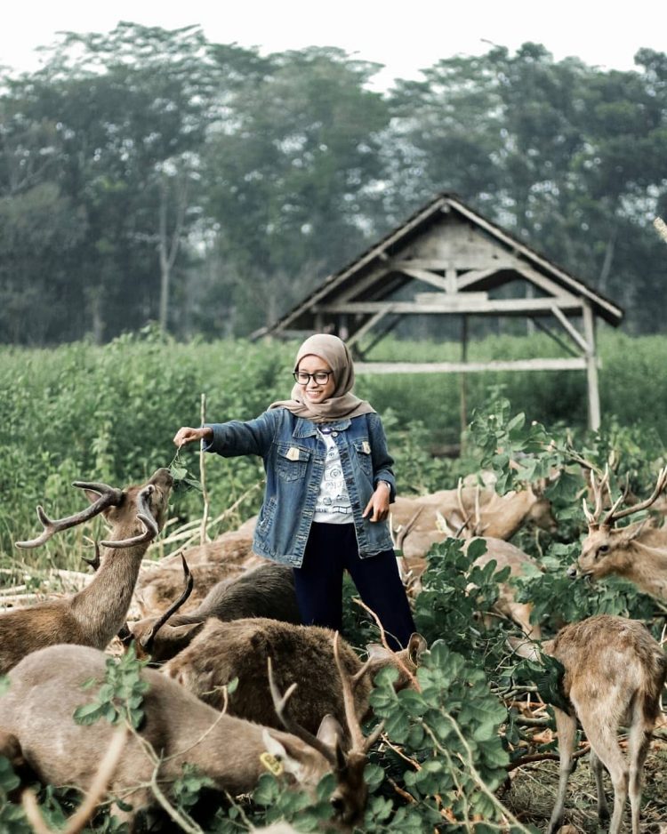 Pemberian Pakan Kepada Rusa @popyauliaa, Informasi Umum, Rute Menuju Lokasi Penangkaran Rusa Maliran Blitar, Harga Tiket Masuk Penangkaran Rusa Maliran Blitar, Penangkaran Rusa Maliran, Blitar, Daya Tarik, Aktivitas Seru, Penangkaran Rusa Cariu Bogor