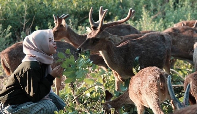 Penangkaran Rusa Maliran Blitar, Informasi Umum, Rute Menuju Lokasi Penangkaran Rusa Maliran Blitar, Harga Tiket Masuk Penangkaran Rusa Maliran Blitar, Penangkaran Rusa Maliran, Blitar, Daya Tarik, Aktivitas Seru, Penangkaran Rusa Cariu Bogor