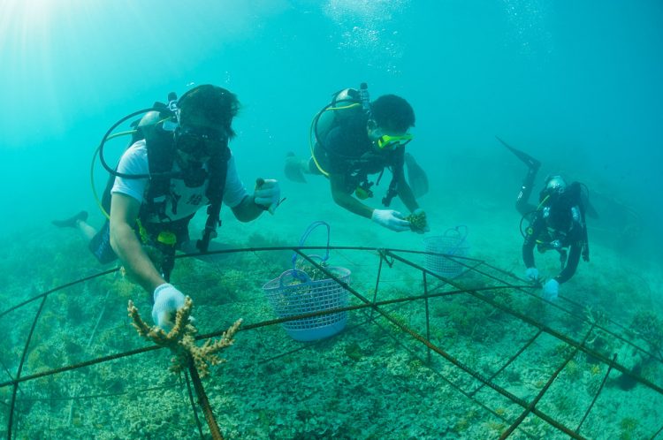 Scuba Diving Pulau Gili Meno via Zubludiving, Akses ke Lokasi Wisata Gili Meno, Transportasi Ke Gili Meno Dari Bali, Biaya &amp; Waktu Kapal Penyeberangan Ke Gili Trawangan, Keunikan Obyek Wisata Gili Meno Lombok, Suasana dan Kondisi di Gili Meno Lombok, Daya Tarik Wisata Pulau Gili Meno, Pantai Gili Meno, Moda Transportasi, Infrastruktur, Aktivitas Liburan Menarik di Pulau Gili Meno