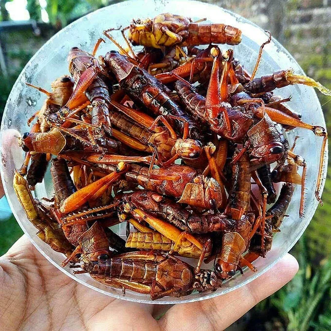 Walang atau Belalang Goreng, 1. Gudeg , 2. Krecek, 3. Bakpia Pathok, 4. Yangko, 5. Oseng Mercon, 6. Cilok Gajahan, 7. Cenil Jogja , 8. Geplak , 9. Coklat Monggo , 10. Bakmi Jogja , 11. Gatot Gunung Kidul , 12. Walang atau Belalang Goreng, 13. Nasi Tiwul, 14. Sego Abang Jirak , 15. Sayur Lombok Ijo , 16. Bakmi Pentil , 17. Peyek Tumpuk , 18. Mie Des , 19. Kue Adrem , 20. Sate Klatak , 21. Wedang Uwuh, 22. Wedang Ronde, 23. Nasi Kucing, 24. Mangut Lele, 25. Kopi Jos, 26. Ingkung Ayam, 27. Mie Lethek, 28. Soto Bathok, 29. Kipo, 30. Soto Lenthok, 31. Brongkos, 32. Geblek, 33. Sate Petir, 34. Tengkleng Gajah, 35. Kicak, 36. Sate Kere, 37. Kripik Belut, 38. Enthok Slenget, 39. Sego Pliket, 40. Sego Godhog, 41. Sambel Welut