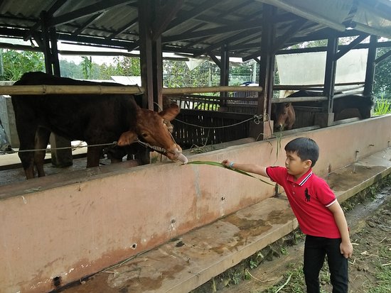 Belajar Ternak Sapi via Tripadvisor, Informasi Umum, Harga Tiket Masuk Wisata, Lokasi Wisata Kebun Pak Budi, Rute Wisata Kebun Pak Budi, Fasilitas Wisata, Daya Tarik, Aktivitas Seru
