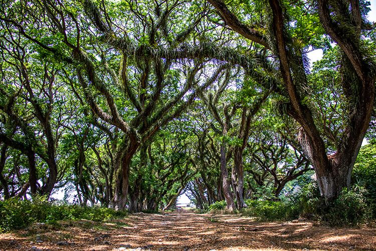 De Djawatan Banyuwangi yang sekilas mirip dengan Hutan Fangorn dalam film The Lord of The Rings via KOMPAS.com @ANGGARA WIKAN PRASETYA, Informasi Umum, Lokasi Wisata Hutan De Djawatan, Fasilitas & Wahana yang Tersedia , Harga Tiket Masuk Wisata Hutan Eksotis Jawatan, Berwisata di Hutan De Djawatan Bareng Keluarga, Spot Foto Instagramable De Djawatan Jawatan, Tips Liburan
