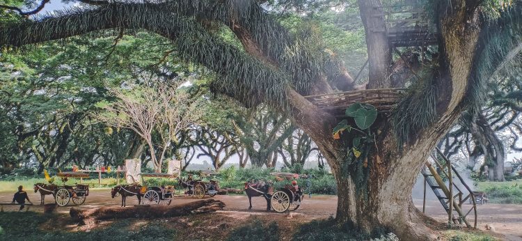 Delman di Hutan de Djawatan via Puplegreensky.blogspotcom, Informasi Umum, Lokasi Wisata Hutan De Djawatan, Fasilitas & Wahana yang Tersedia , Harga Tiket Masuk Wisata Hutan Eksotis Jawatan, Berwisata di Hutan De Djawatan Bareng Keluarga, Spot Foto Instagramable De Djawatan Jawatan, Tips Liburan