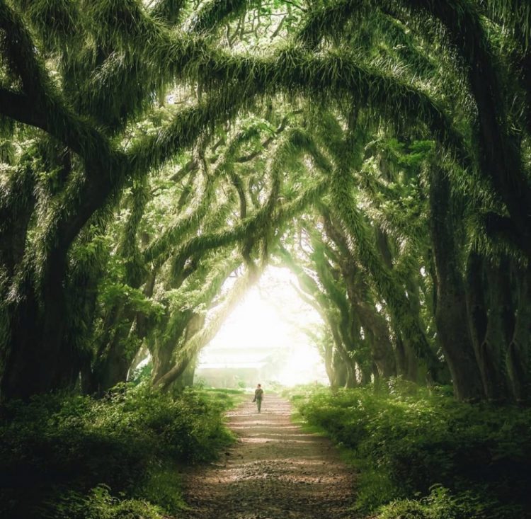 Foto by ekoyulist, Informasi Umum, Lokasi Wisata Hutan De Djawatan, Fasilitas & Wahana yang Tersedia , Harga Tiket Masuk Wisata Hutan Eksotis Jawatan, Berwisata di Hutan De Djawatan Bareng Keluarga, Spot Foto Instagramable De Djawatan Jawatan, Tips Liburan