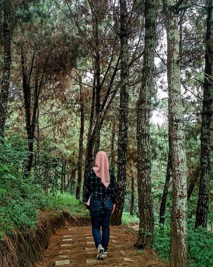 Hutan Pinus via Instagramc.om @hany_nabilla, Informasi Umum, Lokasi Coban Parang Tejo Malang, Harga Tiket Masuk Coban Parang Tejo Malang, Daya Tarik, Spot Foto di Coban Parang Tejo Malang