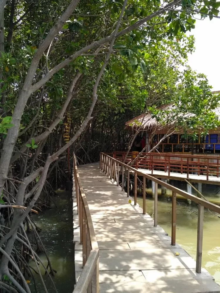 Jalur Trekking Mangrove Brebes. Google Maps. Sumber: lh5.googleusercontent.com, Informasi Umum, Lokasi Hutan Mangrove Pandansari, Rute Menuju Lokasi Hutan Mangrove Pandansari, Harga Tiket Masuk Hutan Mangrove Pandansari, Jam Buka Objek Wisata Hutan Mangrove Pandansari, Fasilitas Wisata Hutan Bakau, Kegiatan Seru Selama di Hutan Mangrove Pandasari