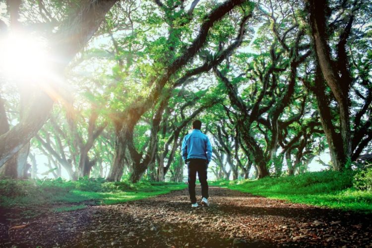 Informasi Umum, Lokasi Wisata Hutan De Djawatan, Fasilitas & Wahana yang Tersedia , Harga Tiket Masuk Wisata Hutan Eksotis Jawatan, Berwisata di Hutan De Djawatan Bareng Keluarga, Spot Foto Instagramable De Djawatan Jawatan, Tips Liburan
