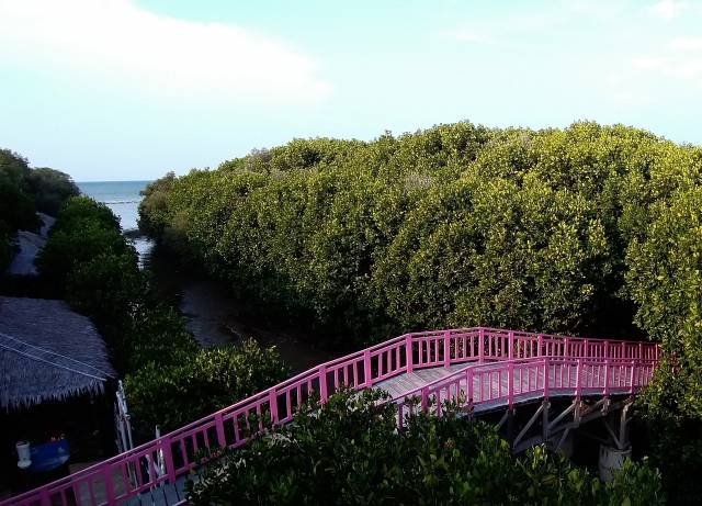 Jembatan Pink Merupakan Salah Satu Ikon Kawasan Wisata Hutan Mangrove via google maps @katamso katamso, Informasi Umum, Lokasi Hutan Mangrove Pandansari, Rute Menuju Lokasi Hutan Mangrove Pandansari, Harga Tiket Masuk Hutan Mangrove Pandansari, Jam Buka Objek Wisata Hutan Mangrove Pandansari, Fasilitas Wisata Hutan Bakau, Kegiatan Seru Selama di Hutan Mangrove Pandasari