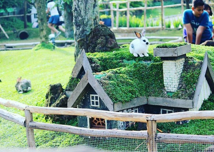 Kelinci di Wisata Rabbit Park Blitar, Informasi Umum, Lokasi Wisata Rabbit Park Blitar, Rute Wisata Rabbit Park Blitar, Harga Tiket Masuk Wisata Rabbit Park, Daya Tarik