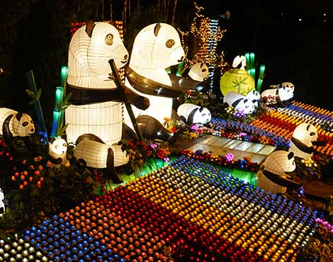 Panda adalah seekor mamalia yang biasanya diklasifikasikan ke dalam keluarga beruang, Ursidae, yang merupakan hewan asli Tiongkok Tengah. Panda Raksasa tinggal di wilayah pegunungan, seperti Sichuan dan Tibet. Pada setengah abad ke-20 terakhir, panda menjadi semacam lambang negara Tiongkok, dan sekarang ditampilkan pada uang emas negara tersebut. Anda tidak hanya dapat menemukan panda di kebun binatang saja, di Malang Night Paradise anda dapat berselfie ria dengan hewan yang identik dengan warna hitam dan putih ini., Informasi Umum, Lokasi Wisata Malang Night Paradise, Harga Tiket Masuk Wisata Malang Night Paradise, Fasilitas, Kendaraan Menuju ke MNP, Wahana Taman Lampion Malang Night Paradise, Wahana Taman Dinosaurus, Wahana Permainan, Informasi Penting