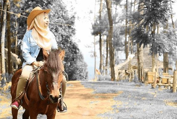 Menunggang Kuda di Wisata Gogoniti Forest, Informasi Umum, Lokasi Wisata Hutan Pinus Gogoniti Blitar, Rute Menuju Lokasi Wisata, Harga Tiket Masuk Wisata Hutan Pinus Gogoniti Blitar, Fasilitas yang Tersedia, Daya Tarik, Galeri Foto, Tips Liburan ke Hutan Pinus di Blitar