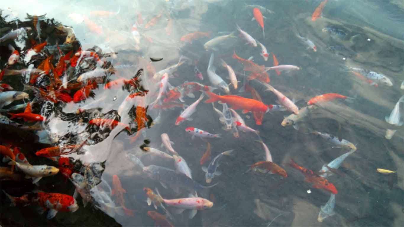 Menikmati Keindahan Ikan Mas, Informasi Umum, Asal-usul Sumber Maron dan Mata airnya yang jernih, Lokasi dan Rute Menuju Sumber Maron, Harga Tiket Wisata Sumber Maron, Jam Operasional, Fasilitas di Sumber Maron, Aktivitas Seru di Sumber Maron, Objek Wisata di Dekat Sumber Maron