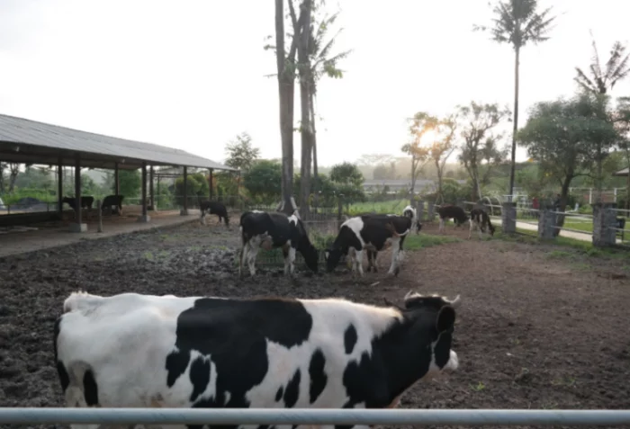 Milkindo Green Farm, Informasi Umum, Asal-usul Sumber Maron dan Mata airnya yang jernih, Lokasi dan Rute Menuju Sumber Maron, Harga Tiket Wisata Sumber Maron, Jam Operasional, Fasilitas di Sumber Maron, Aktivitas Seru di Sumber Maron, Objek Wisata di Dekat Sumber Maron