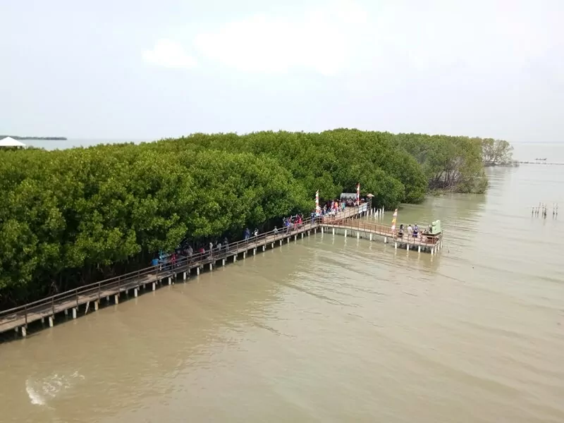 Informasi Umum, Lokasi Hutan Mangrove Pandansari, Rute Menuju Lokasi Hutan Mangrove Pandansari, Harga Tiket Masuk Hutan Mangrove Pandansari, Jam Buka Objek Wisata Hutan Mangrove Pandansari, Fasilitas Wisata Hutan Bakau, Kegiatan Seru Selama di Hutan Mangrove Pandasari