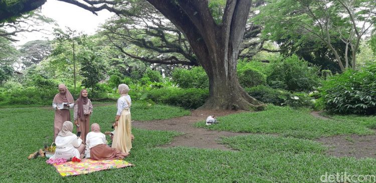 Piknik di Hutan De Djawatan Banyuwangi via Detik, Informasi Umum, Lokasi Wisata Hutan De Djawatan, Fasilitas & Wahana yang Tersedia , Harga Tiket Masuk Wisata Hutan Eksotis Jawatan, Berwisata di Hutan De Djawatan Bareng Keluarga, Spot Foto Instagramable De Djawatan Jawatan, Tips Liburan