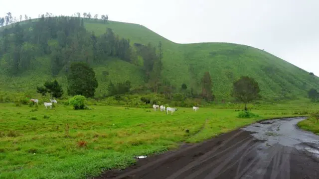 Sekumpulan Hewan Ternak Mencari Makan di Padang Rumput Hijau via Google Maps @13 Entertainment, Informasi Umum, Rute dan Lokasi Kawah Wurung Bondowoso, Harga Tiket Masuk Kawah Wurung Bondowoso, Jam Operasional, Fasilitas yang Tersedia, Kegiatan Seru di Kawah Wurung