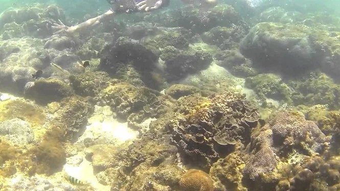 Spot Underwater di Pantai Kedung Celeng via viva, Informasi Umum, Keunikan Pantai  , Akses Jalan Menuju Pantai Kedung Celeng, Harga Tiket Masuk, Kegiatan yang dapat dilakukan di Pantai Kedung Celeng