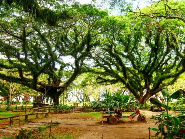 Spot foto Instagramable di Hutan De Djawatan via Instagram.com @nature_of_harmony, Informasi Umum, Lokasi Wisata Hutan De Djawatan, Fasilitas & Wahana yang Tersedia , Harga Tiket Masuk Wisata Hutan Eksotis Jawatan, Berwisata di Hutan De Djawatan Bareng Keluarga, Spot Foto Instagramable De Djawatan Jawatan, Tips Liburan