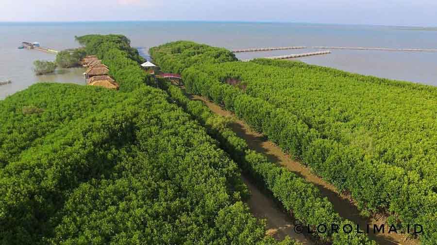View Objek Wisata Hutan Mangrove Pandansari di Brebes via Instagram.com @lorolima.id via @dewimangrovesari, Informasi Umum, Lokasi Hutan Mangrove Pandansari, Rute Menuju Lokasi Hutan Mangrove Pandansari, Harga Tiket Masuk Hutan Mangrove Pandansari, Jam Buka Objek Wisata Hutan Mangrove Pandansari, Fasilitas Wisata Hutan Bakau, Kegiatan Seru Selama di Hutan Mangrove Pandasari