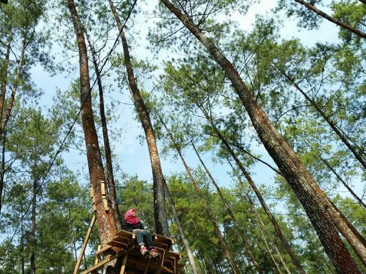 Wahana Flying Fox, Informasi Umum, Daya Tarik, Lokasi Hutan Pinus Bendosari Pujon, Rute Hutan Pinus Bendosari Pujon, Harga Tiket Masuk Hutan Pinus Bendosari Pujon., Arena Permainan Seru, Kapal Raksasa di Tengah Hutan, Taman Bunga, Tempat Camping Asyik, Coba Wahana Flying Fox, Galeri Foto