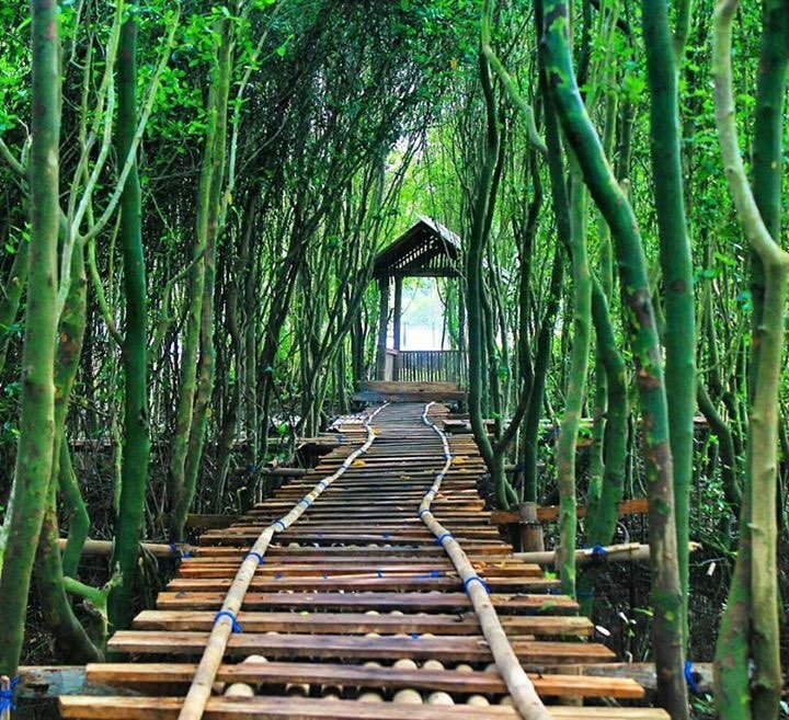 Warna pepohonannya hijau segar via Instagram.com @kemal.priarso, Informasi Umum, Lokasi Wisata Jembatan Api-Api Kulon Progo, Rute Menuju Wisata Jembatan Api-Api Kulon Progo, Fasilitas Pendukung, Wahana Seru, Aktivitas Seru, Galeri Foto
