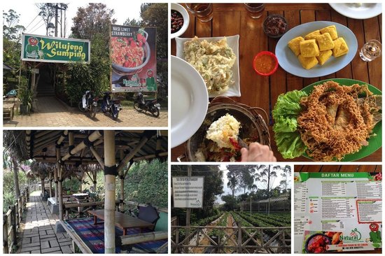 Natural Resto & Strawberry Land via Tripadvisor - Cafe di Lembang, 1. Lereng Anteng Panoramic Coffee, 2. Lawangwangi Creative Space, 3. Imah Kopi, 4. Twig Cafe, 5. Kidang Nyaring, 6. Tafso Barn, 7. Pines Cafe (The Maribaya Lodge), 8. The Peak Resort Dining, 9. Backyard Resto, 10. Cafe D’Pakar, 11. Sapu Lidi Resto, 12. Maja House, 13. Cafe Burangrang, 14. Burgundy Dine, 15. The Stone Cafe, 16. Natural Resto And Strawberry Land, 17. Ikan Balap Resto, 18. Gubug Makan Mang Engking, 19. Black Khozie Coffee and Cafe, 20. Congo Gallery and Cafe, 21. Day n Nite, 22. Genesis Coffee, 23. Brew Coffee Farmhouse, 24. Maka Galery (Tutup), 25. Dago Bakery Punclut