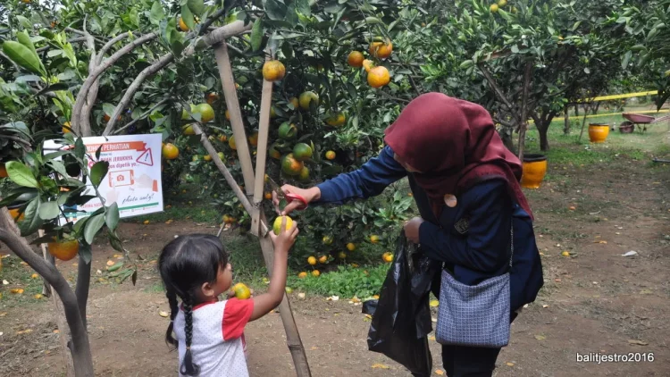 Tiket Masuk Balitjestro Batu, Informasi Umum, Harga Tiket Masuk Balitjestro Batu, Lokasi Balitjestro Kota Batu, Galeri Foto
