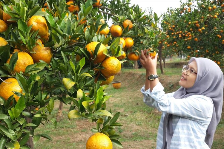 Wisata Petik Jeruk Batu, Informasi Umum, Harga Tiket Masuk Balitjestro Batu, Lokasi Balitjestro Kota Batu, Galeri Foto