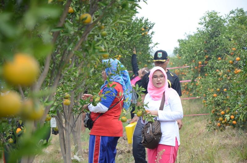 Wisata Petik Jeruk Batu, Informasi Umum, Harga Tiket Masuk Balitjestro Batu, Lokasi Balitjestro Kota Batu, Galeri Foto