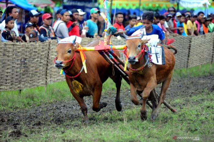 Festival Karapan Sapi Madura (Jawa Timur) Foto Antarafoto - Festival Budaya di Indonesia, 1. Dieng Culture Festival, 2. Festival Jazz Gunung, 3. Yogyakarta Gamelan Festival, 4. Festival Lembah Baliem (Papua), 5. Festival Pacu Jawi (Sumatera Barat), 6. Festival Danau Toba (Sumatera Utara), 7. Festival Rambu Solo (Sulawesi Selatan), 8. Festival Karapan Sapi (Jawa Timur), 9. Festival Sekaten (Yogyakarta), 10. Festival Cap Go Meh (Kalimantan Barat), 11. Festival Erau Kertanegara (Kalimantan Timur), 12. Festival Likurai Timor-Belu (Nusa Tenggara Timur), 13. Festival Lombat Batu di Nias, 14. Pekan Batik Nusantara di Pekalongan, 15. Festival Ogoh-Ogoh di Bali, 16. Gandrung Sewu di Banyuwangi, 17. Festival Danau Sentani di Jayapura