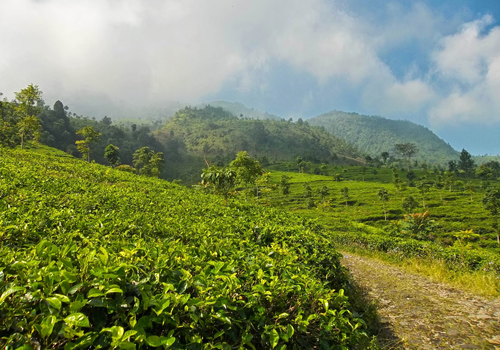 Kebun Teh Medini, 1. Bukit Diponegoro Semarang, 2. Air Terjun Kembar, 3. Gunung Kelir, 4. Goa Jepang Promasan, 5. Kebun Teh Medini, 6. Gunung Telomoyo, 7. Rumah Pohon Kali Kulon, 8. Bantir Hills Semarang, 9. Umbul Sidomukti, 10. Candi Gedong Songo
