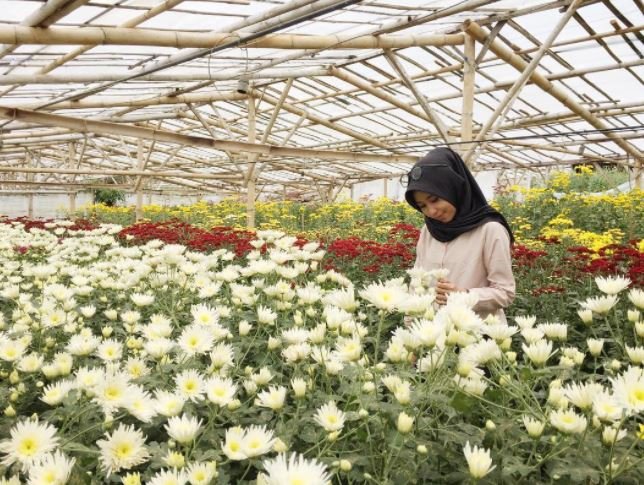 Setiya Aji Flower Farm via instagram.com @missayunu.width - tempat wisata di Bandungan, 1. Candi Gedong Songo, 2. New Bandungan Indah Waterpark and Family Resort, 3. Umbul Sidomukti, 4. Pondok Kopi Sidomukti, 5. Alun-alun Bandungan, 6. Vanaprastha Gedong Songo Park Perhutani, 7. Mawar CampGround, 8. Little Ranch, 9. Pasar Kembang Bandungan, 10. Gedong Pass, 11. King Garden Bandungan, 12. Legok Madu, 13. Taman Bunga Celosia, 14. I’AMpelgading Homeland, 15. Setiya Aji Flower Farm, 16. Ayana Gedong Songo, 17. Wisata Kampung Krisan Clapar, 18. Taman Bunga Gedong Songo, 19. Rumah Hobbit Ngasem Park, 20. Wisata Tandem Paralayang, 21. Susan Spa & Resort, 22. Pemancingan Bandungan, 23. Karaoke Bandungan, 24. Istana Kuliner – Wisata Kuliner Bandungan