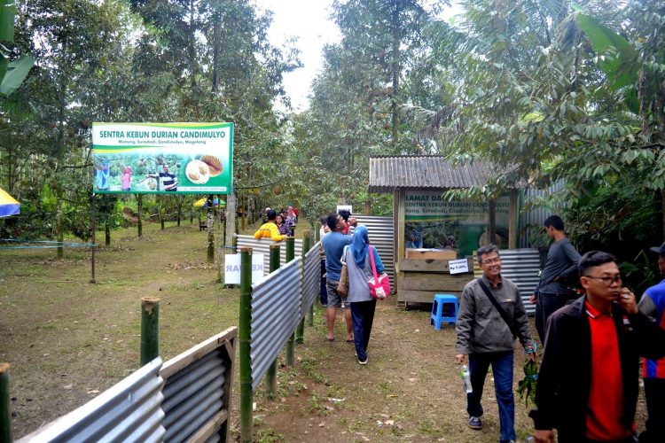 Kebun Durian Candimulyo via TICMPU, 1. Candi Borobudur, 2. Rafting di Sungai Progo Atas, 3. Alun-alun Kota Magelang, 4. Air Terjun Kedung Kayang, 5. Taman Kyai Langgeng, 6. Ketep Pass, 7. Air Terjun Sekar Langit, 8. Rumah Kamera, 9. Candi Mendut, 10. Candi Pawon, 11. Gunung Andong, 12. Candi Selogriyo, 13. Gunung Tidar, 14. Curug Grenjengan Kembar, 15. Punthuk Setumbu, 16. Trekking Gunung Merbabu, 17. Curug Silawe, 18. Pemandian Air Hangat Candi Umbul, 19. Taman Badaan, 20. Museum Sudirman, 21. Pinusan Kragilan Magelang, 22. Candi Canggal, 23. Candi Ngawen, 24. Candi Lumbung, 25. Pemandian Kali Bening, 26. Air Terjun Kedung Kayangan, 27. Gardu Pandang Babadan, 28. Arung Jeram Kali Elo, 29. Telaga Bleder, 30. Gardu Pandang Bukit Barede, 31. Gardu Pandang Dlimas, 32. Gardu Pandang Mangli, 33. Sukmojoyo Hill, 34. Hutan Pinus Grenden, 35. Gereja Ayam di Dusun Gombong, 36. Punthuk Setumbu, 37. Kedung Sembrani, 38. Gunung Telomoyo, 39. Silancur Highland, 40. Bukit Grenden, 41. Curug Sigetik, 42. Puntuk Mangir Gunung Payung, 43. Bukit Rhema, 44. Hutan Pinus Wisata Mangli, 45. Jurang Jero, 46. OHD Museum, 47. Gunung Giyanti, 48. Curug Watu Ploso, 49. Klenteng Liong Hok Bio, 50. Curug Gleyor, 51. Punthuk Mongkrong, 52. Bukit Sleker, 53. Curug Lawang Kori, 54. Bukit kertojoyo, 55. Taman Ramadanu, 56. Puncak Seoloyo, 57. Taman Wisata Kopeng, 58. Bukit Gancik Selo Boyolali, 59. Gunung Sumbing, 60. Punthuk Kendil, 61. Bukit Harapan Cuntel, 62. Kebun Durian Candimulyo, 63. Jembatan Gantung Mangunsuko, 64. Air Terjun Goa Slandak, 65. Air Terjun Sumuran, 67. Museum Kapal Samudraraksa, 68. Karesidenan Kedu, 69. New Selo, 70. Taman Dewari, 71. Desa Wisata Candirejo, 72. Svargabumi Borobudur, 73. Awang-awang Telomoyo, 74. Ladon Little Island, 75. Candi Retno, 76. Wisata Petik Salak Gapoktan Ngudi Luhur, 77. Pesona Cempurung, 78. Gardu Pandang Cepogo, 79. Taman Garempong Bringin Kulon, 80. Sendang Mudal, 81. Curug Dlimas, 82. Museum Diponegoro, 83. Curug Sikencling, 84. Sendang Maren, 85. Citraelo Rafting, 86. Desa Wisata Ngawen, 87. Wisata Kulon Ndeso, 88. Taman Bunga Matahari, 89. Taman Hanya Untukmu, 90. Junkyard Autopark & Cafe, 91. Balkondes Ngadiharjo, 92. Banyuroto, 93. Bukit Dagi, 94. Jembatan Gantung Srowol, 95. Candi Asu, 96. Persawahan Permitan, 97. Bakorwil II Magelang, 98. Kebun Bibit Senopati