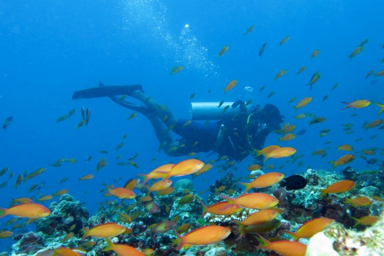 MAAYA THILA via PADI