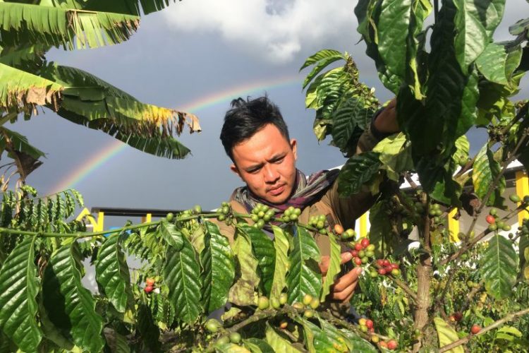Perkebunan Teh Hijau dan Kopi Arabica di Lembah Napu via Antaranews - tempat wisata di poso, 1. Danau Poso dan Pantai Siuri, 2. Air Terjun Sulewana, 3. Air Terjun Saluopa, 4. Goa Pamona, 5. Goa Tangkaboba, 6. Lembah Bada, 7. Taman Nasional Lore Lindu, 8. Pantai Imbo, 9. Pantai Madale, 10. Megalitik Stone, 11. Taman Anggrek Bancea Poso, 12. Perkebunan Teh Hijau dan Kopi Arabica di Lembah Napu