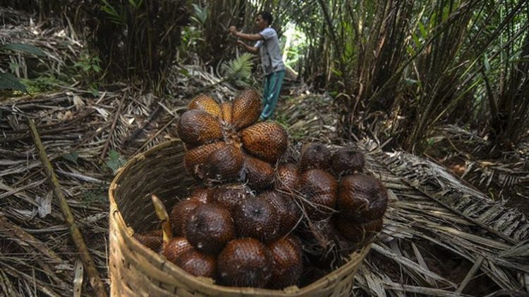 Salak Gapoktan Ngudi Luhur, 1. Candi Borobudur, 2. Rafting di Sungai Progo Atas, 3. Alun-alun Kota Magelang, 4. Air Terjun Kedung Kayang, 5. Taman Kyai Langgeng, 6. Ketep Pass, 7. Air Terjun Sekar Langit, 8. Rumah Kamera, 9. Candi Mendut, 10. Candi Pawon, 11. Gunung Andong, 12. Candi Selogriyo, 13. Gunung Tidar, 14. Curug Grenjengan Kembar, 15. Punthuk Setumbu, 16. Trekking Gunung Merbabu, 17. Curug Silawe, 18. Pemandian Air Hangat Candi Umbul, 19. Taman Badaan, 20. Museum Sudirman, 21. Pinusan Kragilan Magelang, 22. Candi Canggal, 23. Candi Ngawen, 24. Candi Lumbung, 25. Pemandian Kali Bening, 26. Air Terjun Kedung Kayangan, 27. Gardu Pandang Babadan, 28. Arung Jeram Kali Elo, 29. Telaga Bleder, 30. Gardu Pandang Bukit Barede, 31. Gardu Pandang Dlimas, 32. Gardu Pandang Mangli, 33. Sukmojoyo Hill, 34. Hutan Pinus Grenden, 35. Gereja Ayam di Dusun Gombong, 36. Punthuk Setumbu, 37. Kedung Sembrani, 38. Gunung Telomoyo, 39. Silancur Highland, 40. Bukit Grenden, 41. Curug Sigetik, 42. Puntuk Mangir Gunung Payung, 43. Bukit Rhema, 44. Hutan Pinus Wisata Mangli, 45. Jurang Jero, 46. OHD Museum, 47. Gunung Giyanti, 48. Curug Watu Ploso, 49. Klenteng Liong Hok Bio, 50. Curug Gleyor, 51. Punthuk Mongkrong, 52. Bukit Sleker, 53. Curug Lawang Kori, 54. Bukit kertojoyo, 55. Taman Ramadanu, 56. Puncak Seoloyo, 57. Taman Wisata Kopeng, 58. Bukit Gancik Selo Boyolali, 59. Gunung Sumbing, 60. Punthuk Kendil, 61. Bukit Harapan Cuntel, 62. Kebun Durian Candimulyo, 63. Jembatan Gantung Mangunsuko, 64. Air Terjun Goa Slandak, 65. Air Terjun Sumuran, 67. Museum Kapal Samudraraksa, 68. Karesidenan Kedu, 69. New Selo, 70. Taman Dewari, 71. Desa Wisata Candirejo, 72. Svargabumi Borobudur, 73. Awang-awang Telomoyo, 74. Ladon Little Island, 75. Candi Retno, 76. Wisata Petik Salak Gapoktan Ngudi Luhur, 77. Pesona Cempurung, 78. Gardu Pandang Cepogo, 79. Taman Garempong Bringin Kulon, 80. Sendang Mudal, 81. Curug Dlimas, 82. Museum Diponegoro, 83. Curug Sikencling, 84. Sendang Maren, 85. Citraelo Rafting, 86. Desa Wisata Ngawen, 87. Wisata Kulon Ndeso, 88. Taman Bunga Matahari, 89. Taman Hanya Untukmu, 90. Junkyard Autopark & Cafe, 91. Balkondes Ngadiharjo, 92. Banyuroto, 93. Bukit Dagi, 94. Jembatan Gantung Srowol, 95. Candi Asu, 96. Persawahan Permitan, 97. Bakorwil II Magelang, 98. Kebun Bibit Senopati