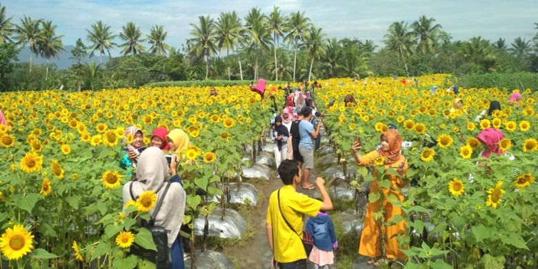Taman Dewari via Kompas, 1. Candi Borobudur, 2. Rafting di Sungai Progo Atas, 3. Alun-alun Kota Magelang, 4. Air Terjun Kedung Kayang, 5. Taman Kyai Langgeng, 6. Ketep Pass, 7. Air Terjun Sekar Langit, 8. Rumah Kamera, 9. Candi Mendut, 10. Candi Pawon, 11. Gunung Andong, 12. Candi Selogriyo, 13. Gunung Tidar, 14. Curug Grenjengan Kembar, 15. Punthuk Setumbu, 16. Trekking Gunung Merbabu, 17. Curug Silawe, 18. Pemandian Air Hangat Candi Umbul, 19. Taman Badaan, 20. Museum Sudirman, 21. Pinusan Kragilan Magelang, 22. Candi Canggal, 23. Candi Ngawen, 24. Candi Lumbung, 25. Pemandian Kali Bening, 26. Air Terjun Kedung Kayangan, 27. Gardu Pandang Babadan, 28. Arung Jeram Kali Elo, 29. Telaga Bleder, 30. Gardu Pandang Bukit Barede, 31. Gardu Pandang Dlimas, 32. Gardu Pandang Mangli, 33. Sukmojoyo Hill, 34. Hutan Pinus Grenden, 35. Gereja Ayam di Dusun Gombong, 36. Punthuk Setumbu, 37. Kedung Sembrani, 38. Gunung Telomoyo, 39. Silancur Highland, 40. Bukit Grenden, 41. Curug Sigetik, 42. Puntuk Mangir Gunung Payung, 43. Bukit Rhema, 44. Hutan Pinus Wisata Mangli, 45. Jurang Jero, 46. OHD Museum, 47. Gunung Giyanti, 48. Curug Watu Ploso, 49. Klenteng Liong Hok Bio, 50. Curug Gleyor, 51. Punthuk Mongkrong, 52. Bukit Sleker, 53. Curug Lawang Kori, 54. Bukit kertojoyo, 55. Taman Ramadanu, 56. Puncak Seoloyo, 57. Taman Wisata Kopeng, 58. Bukit Gancik Selo Boyolali, 59. Gunung Sumbing, 60. Punthuk Kendil, 61. Bukit Harapan Cuntel, 62. Kebun Durian Candimulyo, 63. Jembatan Gantung Mangunsuko, 64. Air Terjun Goa Slandak, 65. Air Terjun Sumuran, 67. Museum Kapal Samudraraksa, 68. Karesidenan Kedu, 69. New Selo, 70. Taman Dewari, 71. Desa Wisata Candirejo, 72. Svargabumi Borobudur, 73. Awang-awang Telomoyo, 74. Ladon Little Island, 75. Candi Retno, 76. Wisata Petik Salak Gapoktan Ngudi Luhur, 77. Pesona Cempurung, 78. Gardu Pandang Cepogo, 79. Taman Garempong Bringin Kulon, 80. Sendang Mudal, 81. Curug Dlimas, 82. Museum Diponegoro, 83. Curug Sikencling, 84. Sendang Maren, 85. Citraelo Rafting, 86. Desa Wisata Ngawen, 87. Wisata Kulon Ndeso, 88. Taman Bunga Matahari, 89. Taman Hanya Untukmu, 90. Junkyard Autopark & Cafe, 91. Balkondes Ngadiharjo, 92. Banyuroto, 93. Bukit Dagi, 94. Jembatan Gantung Srowol, 95. Candi Asu, 96. Persawahan Permitan, 97. Bakorwil II Magelang, 98. Kebun Bibit Senopati