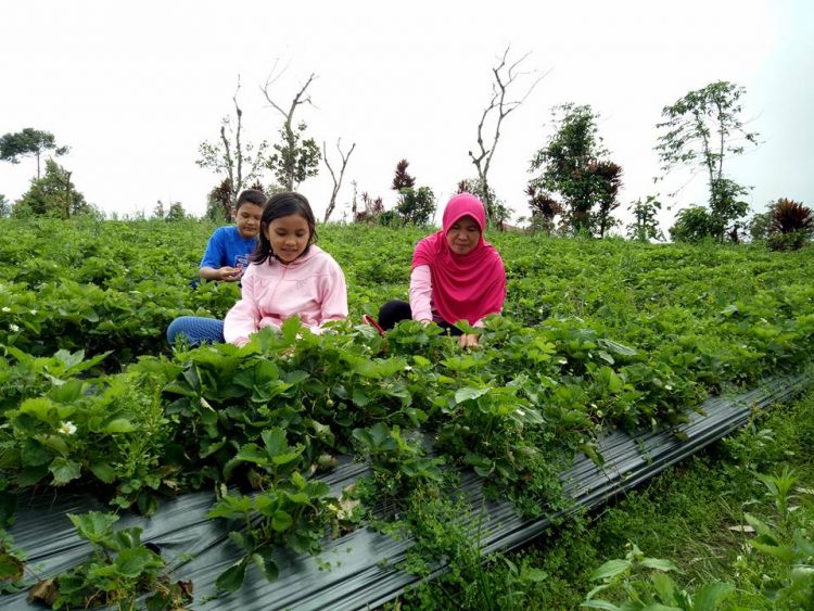 Kebun Strawberry via Mildaini, 1. Rumah Pengasingan Bung Karno, 2. Pantai Panjang, 3. Benteng Marlborough, 4. Pantai Tapak Paderi, 5. Danau Dendam Tak Sudah, 6. Danau Mas Harun Bastari, 7. Pulau Tikus Bengkulu, 8. Kebun Strawberry, 9. Air Terjun Curup, 10. Kebun Teh Bukit Daun, 11. Pantai Jakat, 12. Pusat Makanan Khas Bengkulu, 13. Kampung Tua Cina Bengkulu, 14. Sungai Air Berau, 15. Air Terjun Suban, 16. Museum Negeri Bengkulu, 17. Pantai Teluk Sepang, 18. Bukit Kaba