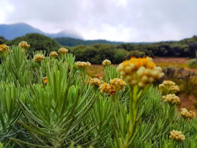 Mengunjungi Padang Edelweiss via Google Maps Daniel Heryanto, Informasi Umum, Lokasi Gunung Papandayan, Rute Menuju TWA Gunung Papandayan, Jam Buka Taman Wisata Alam Gunung Papandayan, Harga Tiket Masuk TWA Gunung Papandayan, Fasilitas TWA Gunung Papandayan, Daya Tarik, Aktivitas Seru