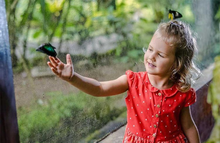 Bali Butterfly Park