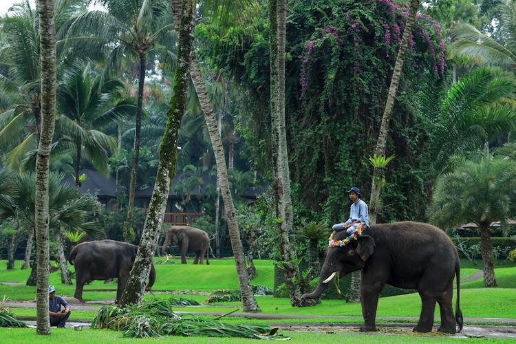 Elephant Safari Park via Shutterstock, 1. Pura Sakenan, 2. Museum Bali, 3. Taman Budaya Bali, 4. Monumen Bajra Sandhi, 5. Pura Tampak Siring, 6. Tegalalang, 7. D’Tukad River Club, 8. Pasar Seni Ubud, 9. Alas Harum Agrotourism, 10. Bali Strawberry Farm &amp; Restaurant, 11. Rumah Gemuk Bali, 12. Museum dan Galeri Seni Rudana, 13. Patung Bayi, 14. The Blanco Renaissance Museum, 15. Museum ARMA, 16. Museum Seni Neka, 17. Museum Subak, 18. Desa Petulu, 19. Desa Wisata Penglipuran, 20. Desa Coklat Bali, 21. Arung Jeram Sungai Ayung, 22. Pemandian Air Panas Yeh Panes Panatahan, 23. Pemandian Air Panas Angseri, 24. Air Terjun Suwat, 25. Air Terjun Kanto Lampo, 26. Air Terjun Blahmantung, 27. Danau Buyan, 28. Pura Ulun Danu, 29. Goa Gajah, 30. Istana Tampaksiring, 31. Pura Gunung Lebah, 32. Pura Malen, 33. Puri Saren Agung, 34. Pura Taman Saraswati, 35. Pura Tirta Empul, 36. Pura Gunung Kawi, 37. Hidden Canyon Beji Guwang, 38. Taman Kota Ciung Wanara Gianyar, 39. Taman Kota Lumintang, 40. Taman Nusa, 41. Elephant Safari Park, 42. Bali Bird Park, 43. Bali Zoo, 44. Terasering Jatiluwih, 45. Terasering Tegalalang, 46. Bukit Campuhan, 48. Pohon Kayu Putih Desa Bayan, 49. Taman Kupu-kupu, 50. Kebun Raya Bali, 51. The Blooms Garden, 52. Monkey Forest Ubud, 53. Alas Kedaton, 54. Tasta Zoo, 55. Air Terjun Tukad Cepung, 56. Air Terjun Nungnung, 57. Objek Wisata Sangeh, 58. Air Terjun Tegenungan