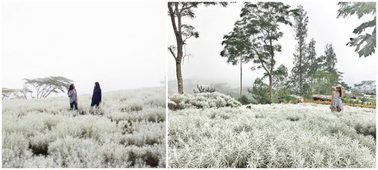 Photo Via Mdbakta_kardana, Yanii.martini, 1. Air Terjun Tegenungan di Gianyar, 2. Pantai Atuh Nusa Penida, 3. Air Terjun Tibumana, 4. Air Terjun Sekumpul, 5. Pulau Menjangan, 6. Pantai Suluban, 7. Belayu Florist, 8. Air Terjun Kanto lampo, 9. Bandung Waterfall, 10. Bukit Mende, 11. Ladang Bunga Gemitir (Marigold) Desa Temukus, 12. Air Terjun Tukad Cepung, 13. Leke Leke Waterfall, 14. Tukad Melangit, Antugan, 15. Ngarai Rahasia di Sukawati, Hidden Canyon Beji Guwang, 16. Angel’s Billabong, 17. Secret Gardens of Sambangan, 18. Bukit Teletubbies di Nusa Penida, 19. Air Terjun Peguyangan, Nusa Penida, 20. Pantai Melasti (Ungasan), 21. Gunung Batur Desa Pinggan, 22. Tebing hijau dan gua kecil di Undisan, Bangli, 23. Water Blow Nusa Dua, 24. Tebing Banah, Nusa Penida, 25. Blue Lagoon, Nusa Ceningan, 26. Bukit Asah, 27. Pasih Uwug, 28. Pantai Tegal Wangi, 29. Pantai Yeh Leh, 30. Diamond Beach, 31. Gunung Payung Secret Beach, 32. Rafting di Sungai Ayung Ubud, 33. Bukit Campuhan, 34. Kolam Pemandian Tirta Ujung