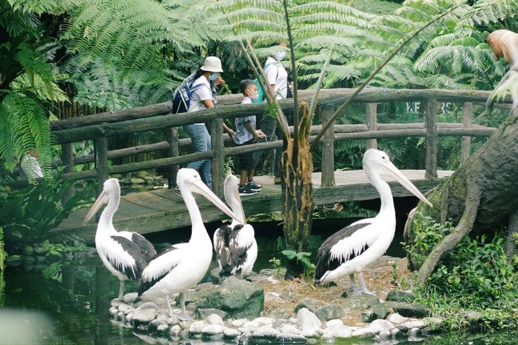 Tasta Zoo via Kompas tempat wisata di Bali Tengah, 1. Pura Sakenan, 2. Museum Bali, 3. Taman Budaya Bali, 4. Monumen Bajra Sandhi, 5. Pura Tampak Siring, 6. Tegalalang, 7. D’Tukad River Club, 8. Pasar Seni Ubud, 9. Alas Harum Agrotourism, 10. Bali Strawberry Farm &amp; Restaurant, 11. Rumah Gemuk Bali, 12. Museum dan Galeri Seni Rudana, 13. Patung Bayi, 14. The Blanco Renaissance Museum, 15. Museum ARMA, 16. Museum Seni Neka, 17. Museum Subak, 18. Desa Petulu, 19. Desa Wisata Penglipuran, 20. Desa Coklat Bali, 21. Arung Jeram Sungai Ayung, 22. Pemandian Air Panas Yeh Panes Panatahan, 23. Pemandian Air Panas Angseri, 24. Air Terjun Suwat, 25. Air Terjun Kanto Lampo, 26. Air Terjun Blahmantung, 27. Danau Buyan, 28. Pura Ulun Danu, 29. Goa Gajah, 30. Istana Tampaksiring, 31. Pura Gunung Lebah, 32. Pura Malen, 33. Puri Saren Agung, 34. Pura Taman Saraswati, 35. Pura Tirta Empul, 36. Pura Gunung Kawi, 37. Hidden Canyon Beji Guwang, 38. Taman Kota Ciung Wanara Gianyar, 39. Taman Kota Lumintang, 40. Taman Nusa, 41. Elephant Safari Park, 42. Bali Bird Park, 43. Bali Zoo, 44. Terasering Jatiluwih, 45. Terasering Tegalalang, 46. Bukit Campuhan, 48. Pohon Kayu Putih Desa Bayan, 49. Taman Kupu-kupu, 50. Kebun Raya Bali, 51. The Blooms Garden, 52. Monkey Forest Ubud, 53. Alas Kedaton, 54. Tasta Zoo, 55. Air Terjun Tukad Cepung, 56. Air Terjun Nungnung, 57. Objek Wisata Sangeh, 58. Air Terjun Tegenungan