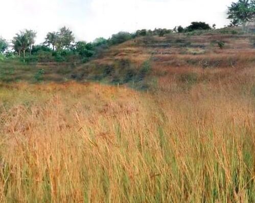 Bukit Nunggul, 1. Bukit Amuk Bay menawarkan pemandangan hamparan pantai Amuk Bay, 2. Wanagiri Hidden Hills jangan sampai lepas dari bidikan kameramu!, 3. Bukit Belong menawarkan view persawahan yang bak permadani hijau, 4. Nyari Tempat asik untuk menenangkan diri di Bali? Ya… Bukit Putung, 5. Bukit Asah: spot kece untuk menikmati sunset dan camping, 6. Menikmati pesona pantai dari ketinggian di Bukit Guungan, 7. Bukit Campuhan asik juga nih buat jogging, 8. Masih di Bali? Jangan lupa mampir ke Bukit Batu Kursi, 9. Bukit Sari Songan, 10. Bukit Trunyan, 11. Bukit Panorama Lembongan, 12. Bukit Teletubies Kubutambahan, 13. Bukit Teletubbies Nusa Penida, 14. Bukit Tenganan, 16. Bukit Nampo, 17. Bukit Pemukuran, 18. Bukit Cinta Pinggan, 19. Bukit Medelen, 20. Bukit Lipang, 21. Twin Hill, 22. Bukit Demulih, 23. Bukit Mende, 24. Bukit Tamblang, 25. Bukit Cemara, 26. Bukit Jambul, 27. Bukit Indrakila, 28. Bukit Mencol, 29. Bukit Lemped, 30. Bukit Mangun, 31. Bukit Nunggul, 32. Bukit Abangan, 33. Bukit Padang Dalung, 34. Bukit Beratan, 35. Bukit Cinta Desa Gelumpang