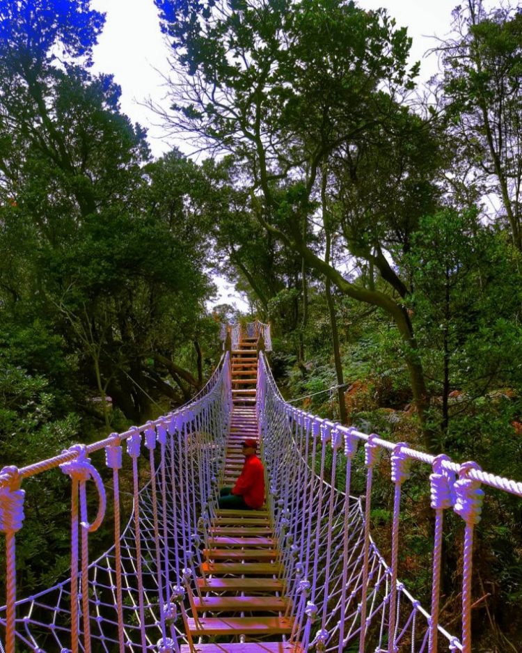 Tujuan Membuat skywalk via instagram.com @ben.joo_, Tujuan Membuat Skywalk, Lokasi dan Tiket Skywalk Cantigi, Hal Menarik dari Skywalk Cantigi Kawah Putih, Tersedia 2 Dua Jenis Skywalk , Aktivitas Seru Menyusuri Hutan
