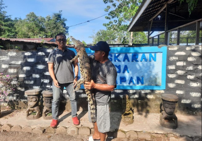 Penangkaran buaya balikpapan MUKHLIS