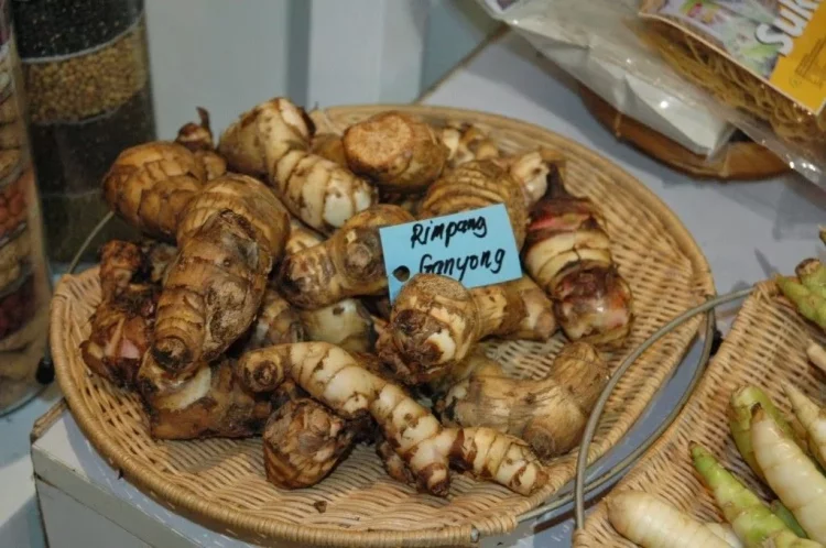 Ganyong, 1. Sego Megono khas Pekalongan, 2. Tauto, atau Soto Istimewa, 3. Pindang Tetel, 4. Kluban khas Pekalongan, 5. Sate Hayam Wuruk khas Pekalongan, 6. Kerupuk Tahu, 7. Garang Asem khas Pekalongan, 8. Lontong Lemprak, 9. Ganyong, Umbi-umbian Serbaguna, 10. Capret, 11. Kue Lumpang, 12. Getuk khas Pekalongan, 13. Kue Glundung, 14. Ongol-ongol khas Pekalongan, 15. Srintil, 16. Iwel-iwel, 17. Growol, 18. Apem Kesesi, 19. Gemblong, 20. Batik Pekalongan, 21. Limun Oriental, 22. Kopi Tjanting, 23. Ogak Jahe, 24. Keripik Tempe