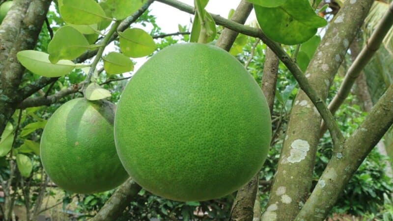 Jeruk Pamelo, 1. Nasi Gandul, 2. Bandeng Presto, 3. Getuk Lopis Runting, 4. Kacang khas Pati, 5. Kue Moho khas Pati, 6. Kerupuk Ampo, 7. Kerupuk Daging, 8. Telur Lurik, 9. Kerajinan Kuningan, 10. Batik Bakaran, 11. Kecap Duo Lele, 12. Pati Oblong, 13. Tape Gembong, 14. Jeruk Pamelo, 15. Lepet Jagung, 16. Kelapa Kopyor, 17. Carang Madu