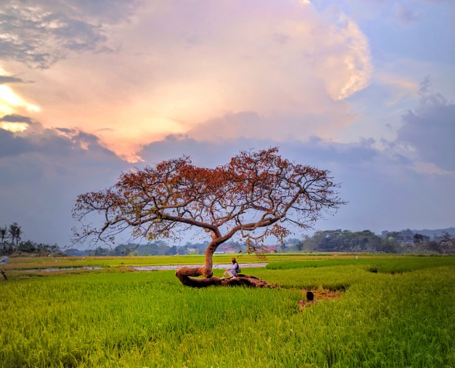 Pohon Pengantin Salatiga ivan jezseva_, 1. Taman Tingkir Kota Salatiga, 2. Taman Kota Salatiga, 3. Selasar Kartini, 4. Lapangan Pancasila, 5. Kolam Renang Kalitaman, 6. Taman Cerdas Salatiga, 7. Kolam Renang Grand Wahid Hotel Salatiga, 8. Prasasti Plumpungan, 9. Pohon Pengantin Salatiga, 10. Taman Wisata Sejarah Kota Salatiga (TWSS), 11. TITD Hok Tek Bio, 12. Tapak hapsari, 13. Air terjun joko tingkir, 14. Uwit Art Space, 15. Rumah Khalwat Roncalli, 16. Wisata Edukasi Argotelo, 17. Sitalang River Tubing, 18. Mata Air Benoyo, 19. Taman Sidomukti, 20. Desa Wisata Tingkir Lor, 21. Resto Kalibatur Salatiga, 22. Gereja Kristen Jawa Salib Putih, 23. D’Emmerick