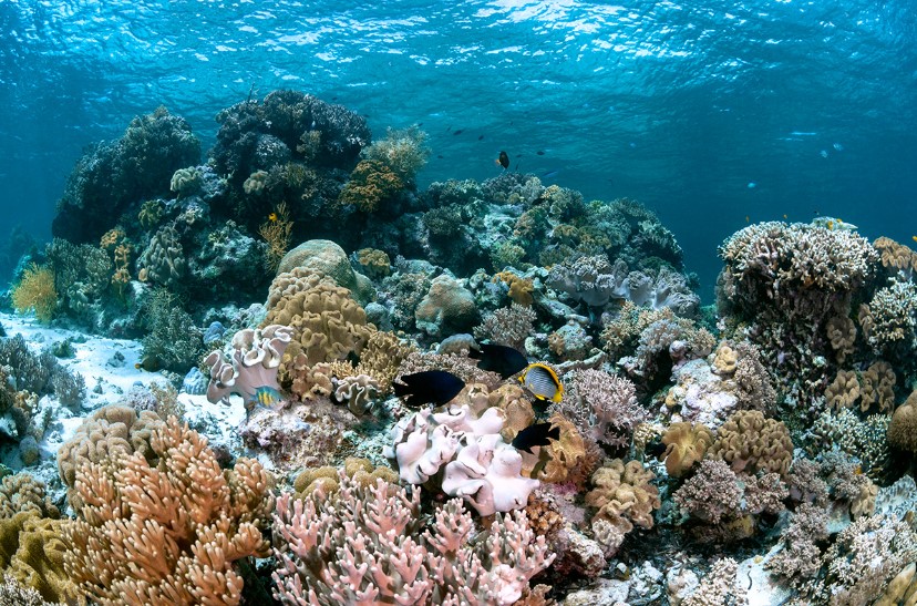 Taman Nasional Wakatobi Hendra Tan, 1. Taman Nasional Wakatobi, 2. Pantai Nirwana, 3. Kendari Beach, 4. Pulau Wisata Bokori, 5. Pantai Toronipa, 6. Pantai Nambo, 7. Pulau Muna, 8. Pantai Katembe, 9. Pulau Labengke, 10. Pulau Sagori, 11. Pulau Liwutonkidi, 12. Pantai Ujung Batuatas